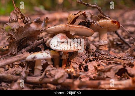 Nahaufnahme von Fliegenpilgern. Ein junger Fliegenpilz wächst im Leu zwischen gefallenen Blättern und Ästen. Klee und gelbe und weiße Blumen Stockfoto