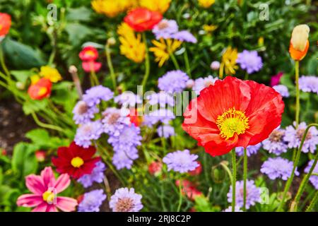 Makro der roten Blume mit gelbem Zentrum in Nahaufnahme des Blumenfeldes Stockfoto