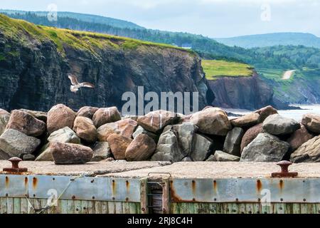 Gull kommt für eine Landung auf der Felsenmauer am Eingang zum Bay St Lawrence Harbour. Stockfoto