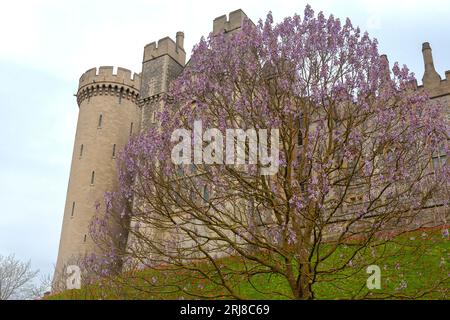 Die südöstliche Höhe des spektakulären Arundel Castle, Arundel, West Sussex, England, Großbritannien. Paulownia (Fuchshandelbaum) in voller Blüte im Vordergrund Stockfoto