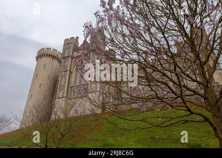 Die südöstliche Höhe des spektakulären Arundel Castle, Arundel, West Sussex, England, Großbritannien. Paulownia (Fuchshandelbaum) in voller Blüte im Vordergrund Stockfoto