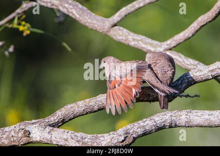 Inka Taube auf Ast mit braunem Unterflügel, viel negativer Platz links von Birds, Texas, usa Stockfoto