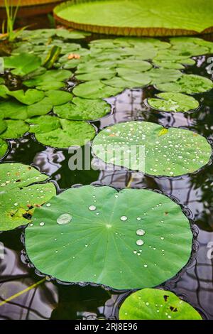 Wassertropfen auf Nahaufnahme von Seerosenpolstern, die auf dem Teich schweben Stockfoto