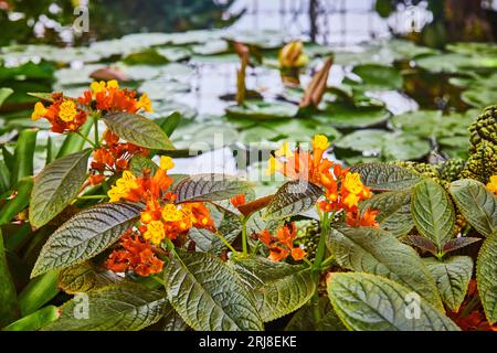 Winzige orange Knospen öffnen sich zu hellgelben Blüten Makro mit Teich im Hintergrund Stockfoto