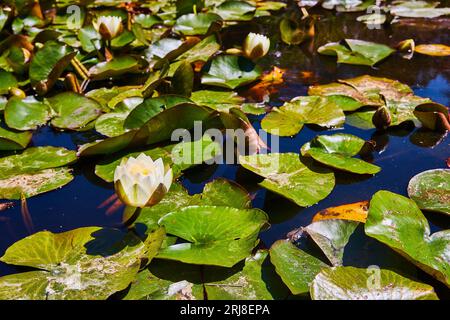 Lilienpolster mit blühenden weißen Blüten auf der Wasseroberfläche des Teichs Stockfoto