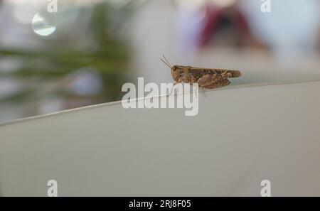 Heuschrecke auf dem weißen Tisch. Selektiver Fokus. Stockfoto
