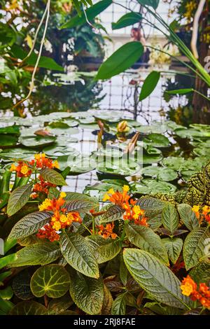Winzige orange Knospen öffnen sich zu hellgelben Blüten mit Teich im Hintergrund Stockfoto