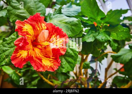 Leuchtend rötlich-orangene Blüte mit gelbem Fell auf Blüten und grünen Blättern im Hintergrund Stockfoto