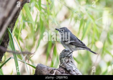 Ein erwachsener vogelvogel auf einem Zweig, einschließlich Lebensraum, Port aransas, leonabelle turnbull Nature Trail, texas, usa Stockfoto