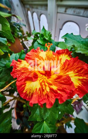 Blume, die wie ein Feuer blüht, mit roten und orangen und gelben Farben, die aus der Mitte platzten Stockfoto
