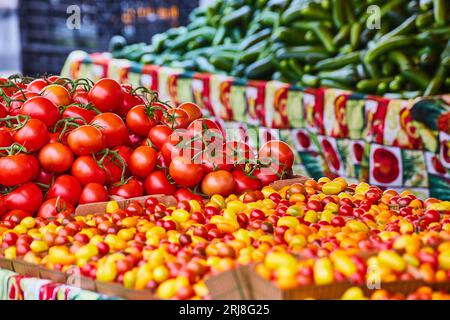 Frische rote Tomaten auf der Rebe mit verschiedenen Farben von Kirschtomaten aus der Nähe Stockfoto