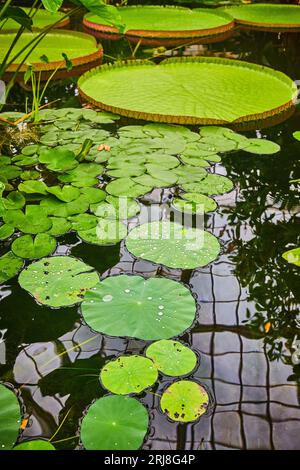 Wasserlililienteich mit mehreren Lilienpolstern, die auf dunklem Wasser schweben Stockfoto