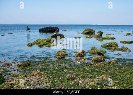 Erwachsene Weißkopfseeadler und Krähen sitzen auf knusprigen Felsen, während Jungtiere tief über dem Meer fliegen. Crescent Beach, Surrey, BC bei Ebbe. Stockfoto