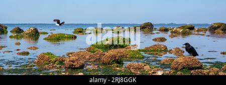 Weißkopfseeadler fliegen bei Ebbe über ruhiges Wasser und mit Seetang bedeckte Felsen am Crescent Beach, Surrey Stockfoto