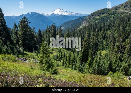 Die vergletscherte Nordwand des MT Baker und die unteren bewaldeten Hänge verlaufen vom Yellow Aster Butte Trail, WA Stockfoto