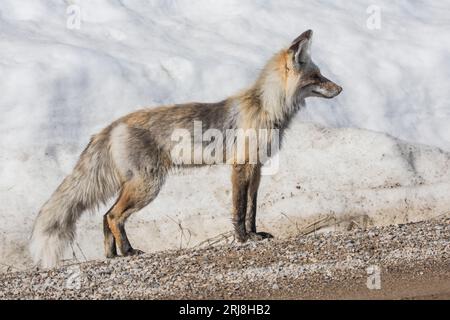 Ein Rotfuchs, der im Frühjahr auf Schneeschifffahrt im Island Park in Idaho, USA, ist Stockfoto