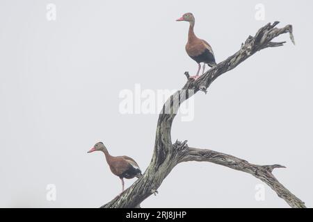 Zwei Schwarzbäuchige Pfeifenten in einem Baum mit sauberem Hintergrund. Gut für Kunst, Grafik, Wandkunst Starke, saubere Linien. Stockfoto