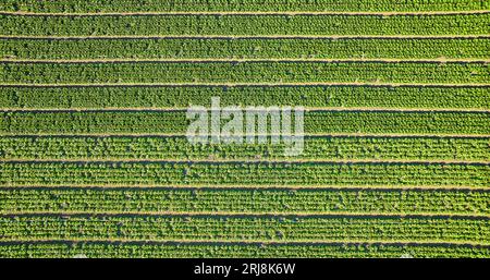 Straight-down-Luft von Erdbeerpflanzen in mehreren langen horizontalen Reihen Stockfoto