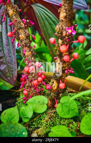 Detaillierte Ansicht der rosa Glühbirnen, die aus braunem geflecktem Holz wachsen Stockfoto