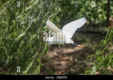 Zucht von weißem Schneereiher mit gelben Füßen im Flug in der smith Oaks Kolonie auf High Island, texas, usa Stockfoto