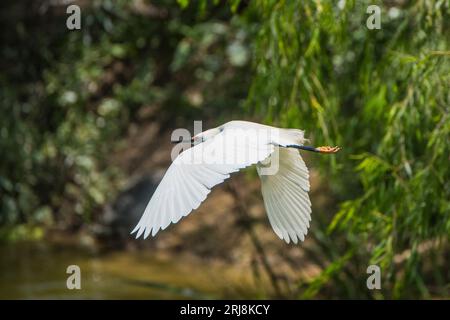 Zucht von weißem Schneereiher mit gelben Füßen im Flug in der smith Oaks Kolonie auf High Island, texas, usa Stockfoto