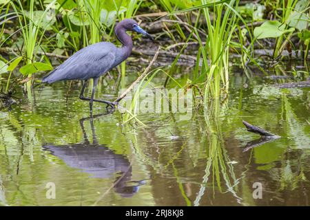 Ein wilder kleiner blauer Reiher und Spiegelreflexe bei der Jagd auf Feuchtgebiete mit einem Fuß hoch, guter Lebensraum, brazos Bend State Park, texas, usa Stockfoto