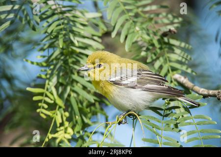 Ein erwachsenes weibliches Kiefernfelltier auf einem Ast, umgeben von grünen Nadeln eines Baumes. south Padre Island, texas, usa Stockfoto