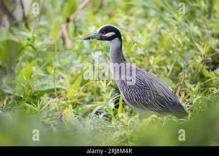 Ein erwachsener, gelb gekrönter Nachtreiher ist in einem Feuchtgebiet im Brazos Bend State Park in Needville, Texas, USA, Beute Stockfoto