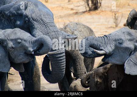 Herde afrikanischer Elefanten, die aus einem Wasserloch in der Nähe eines großen Baumes in ihrem natürlichen Lebensraum trinken Stockfoto