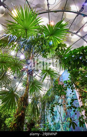 Blick nach oben auf tropische Regenwald Biome Bäume in der Kuppel mit bemalten Wand Stockfoto