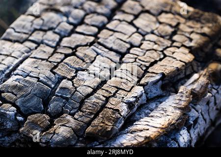 Textur verbrannten Holzes. Verbranntes Stück Holz in einem Lagerfeuer. Stockfoto