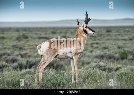 Ein männlicher Pronghorn-Antilopenbock, das schnellste Landtier Nordamerikas, steht im Salgebra-Habitat auf Seedskadee NWR, Green River, Wyoming, USA Stockfoto