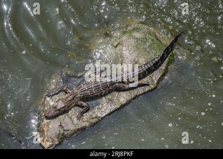 Ein einzelner großer wilder amerikanischer Alligator sonnt sich auf einem Felsen. Das Foto sieht gerade nach unten. South Padre Island, Texas, USA Stockfoto