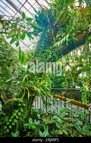 Großer Baumstamm mit winzigen Pflanzen, die auf ihm wachsen, mit Pfad durch den Wintergarten Stockfoto