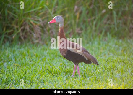 Im South Padre Island Convention Center, Texas, USA, posiert eine schwarzbäuchige Pfeifente auf einem Rasen. Gut zur Identifikation, Kunst Stockfoto