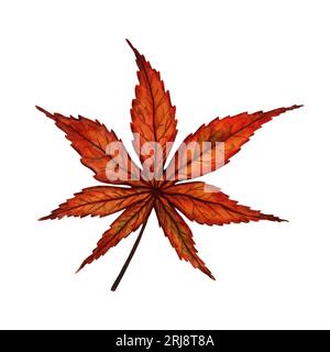 Hellrotes Herbstblatt eines japanischen Ahornbaums, handgezeichnete Aquarellillustration isoliert auf weißem Hintergrund. Für Muster, Textilien, Ausdrucke. Stockfoto