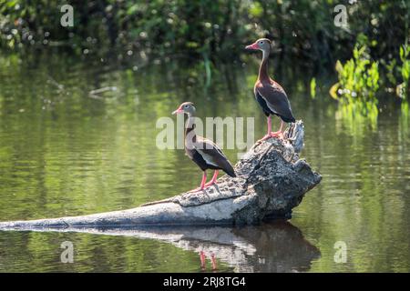 Ein Paar Schwarzbäuchige Pfeifenten stehen auf einem Baumstamm in Resaca de las palmas, Weslaco, Texas, USA Stockfoto