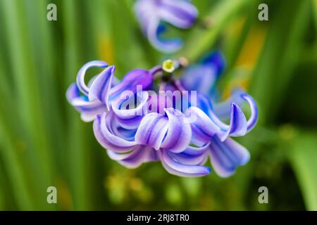 Violette Hyazinthe, Hyacinthus orientalis blüht im Garten, traditionelle osterblume, osterfrühlingshintergrund. Stockfoto