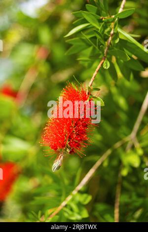 Kallistemon speciosus Blooming. Schöne rote Blumen Stockfoto