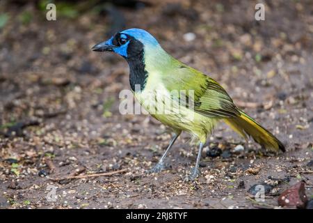 Porträt eines grünen jay, eines sehr schönen Vogels aus der Familie der Corvidae. Atascosa National Wildlife Refuge, Bayview, Texas, USA Stockfoto