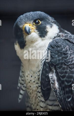 Bild im vertikalen Format eines gefangenen Wanderfalken, schnellstes Tier der Erde, Tracy Aviary, Salt Lake City, UT, USA Stockfoto