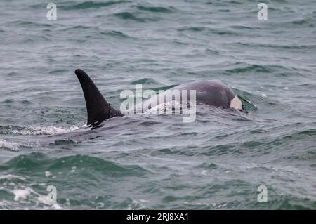 Killerwale, die Seelöwen jagen, auf der Halbinsel Valdes, Patagonien, Argentinien. Stockfoto