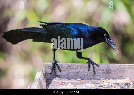 Ein männlicher Großschwanzschnäbel, der auf einer Vogelfütterungsplattform im ESERO Llano State Park, Texas, USA, steht Stockfoto