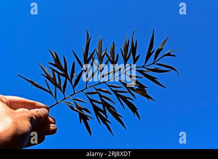 Trockenes Blatt (Grevillea robusta) an der Hand und blauer Himmel Stockfoto