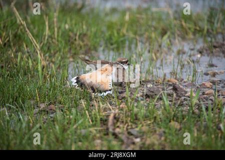 Ein Killdeer (Shorebird) breitet Flügel und Schwanz aus, um ein Raubtier von seinem Nest Island Park, Idaho, USA, abzulenken Stockfoto