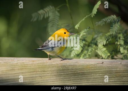 Ein nördlicher Parula, ein kleiner Spießer, auf einem Zaun auf South Padre Island, Sheepshead Lot, Texas, USA Stockfoto