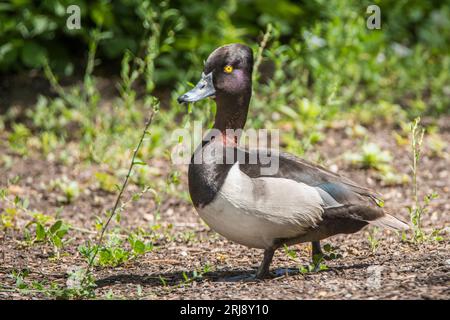 Eine männliche (drake) Ringente spaziert an der Küste in Tracy Aviary, Salt Lake City, Utah, USA Stockfoto