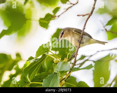 Helmitheros vermivorum ist ein kleiner Warbler aus der Neuen Welt. Gut zur Identifizierung. Port Aransas, Texas, USA Stockfoto