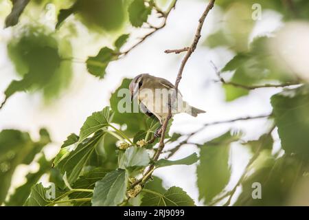 Helmitheros vermivorum ist ein kleiner Warbler aus der Neuen Welt. Gut zur Identifizierung. Port Aransas, Texas, USA Stockfoto