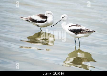 Zwei Avocets im Wintergefieder, mit Reflexionen im Wasser. Port Aransas, Texas, USA Stockfoto